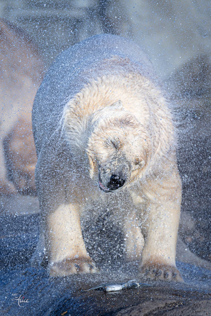 King of the Arctic
