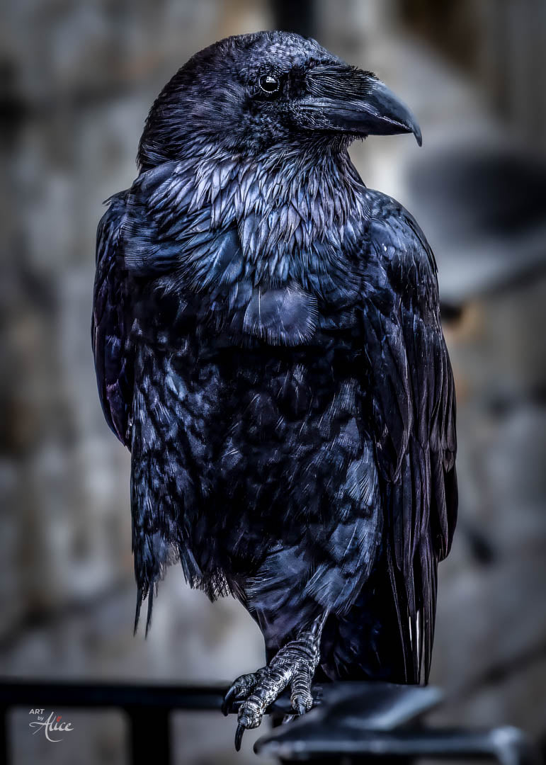 The Kingdom’s Guardian